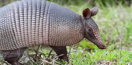 THE ARMADILLO INVASION