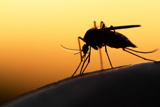 Fight Victor!  The Vector-borne Disease