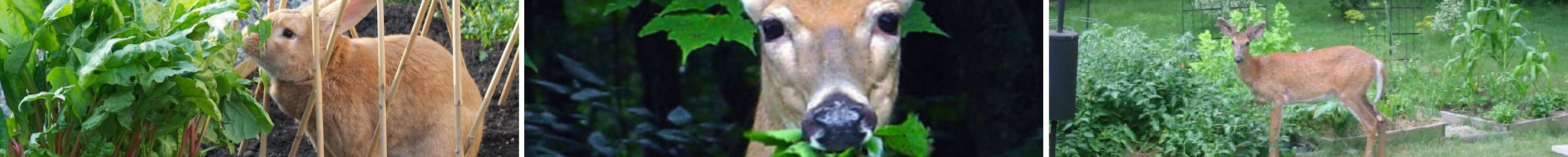 R.A.D. Rabbit, Animal, Deer