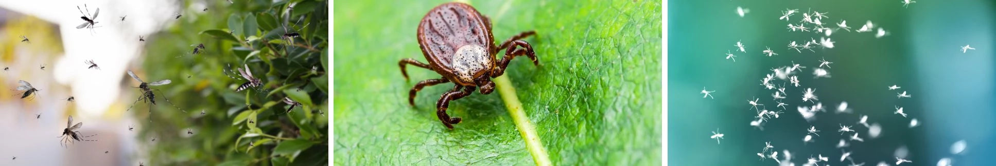 Insect Control (hunting)