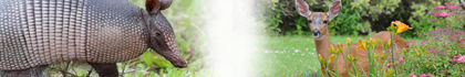 Animal Repellents