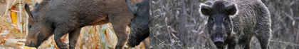 Wild Hog Attractants