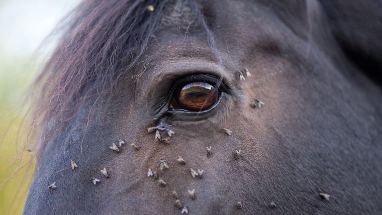 Fly Control