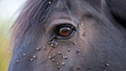 Fly Control