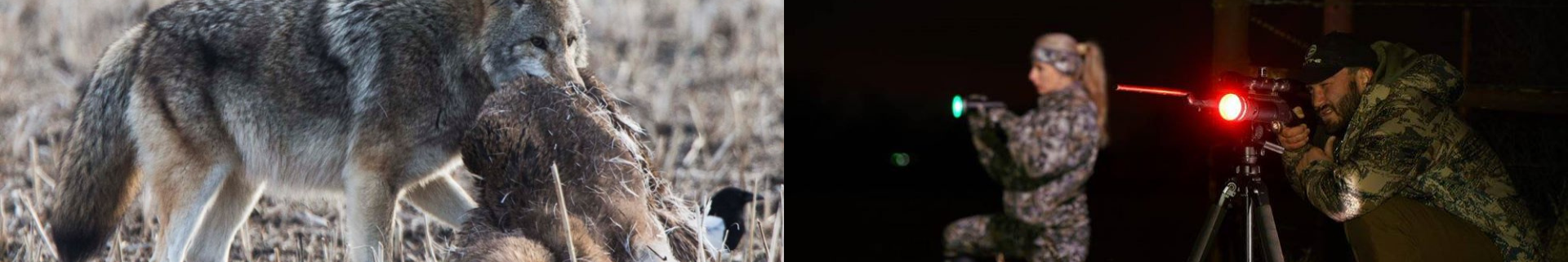 Coyote Attractants