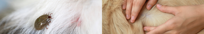 Flea & Tick Control