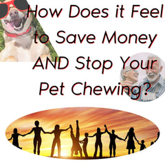 Chewing Prevention; Don’t Chew Dare! 4oz Spray - Pet Training Aids